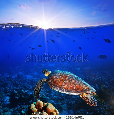 Sea turtle swimming over beautiful coral reef close the surface under sunset sky parted by waterline