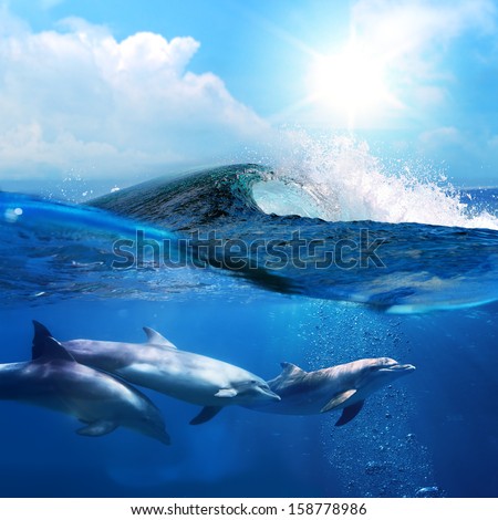 hawaiian beautiful dolphins playing under ocean breaking surfing wave