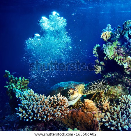 Red sea diving big sea turtle sitting on colorful coral reef underwater postcard
