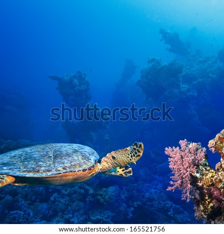 Red sea diving underwater postcard. Big sea turtle swimming over colorful coral reef