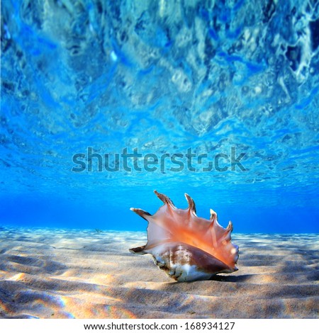 beautifull sea shell at the bottom of sand with reflections underwater