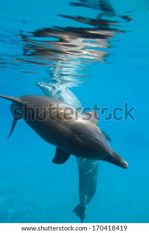 Red sea diving. Two wild dolphins underwater