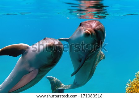 Two Funny Dolphins Smiling Underwater