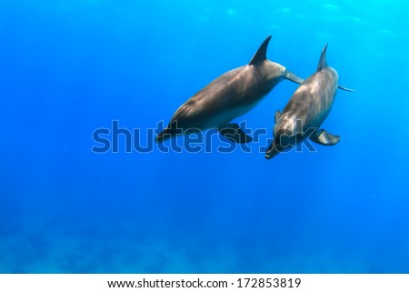 Red sea diving with wild dolphins underwater in deep blue