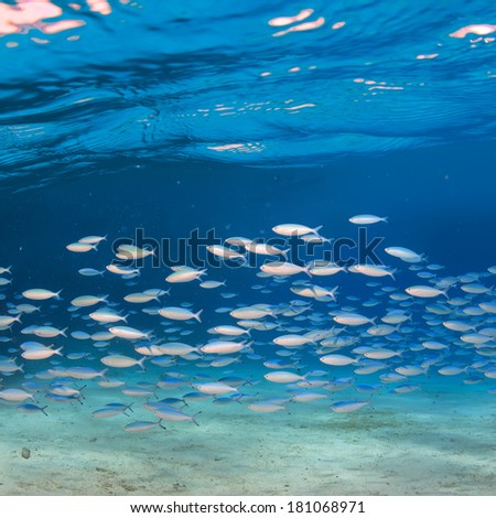 silver fish shoal underwater with visible water surface inside the wave