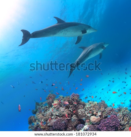 Underwater scene with two dolphins and colorful coral reef full of red fish. Marine life postcard