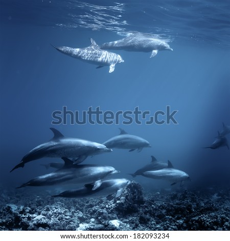 a family of red-sea common bottlenose dolphins in dark blue aquatic ocean water