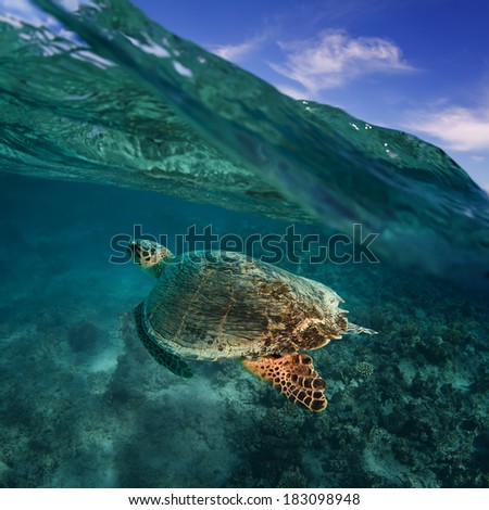 big sea turtle diving over coral reef in blue water under wave line with clouds above