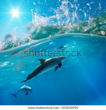 tropical diving beautiful dolphins playing under ocean breaking surfing wave