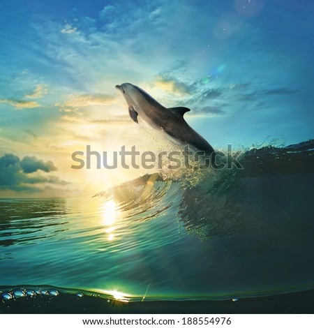 Ocean-view design postcard. Beautiful colorful breaking surfing ocean wave rushing at sunset time and playful dolphin leaping from water with splashes