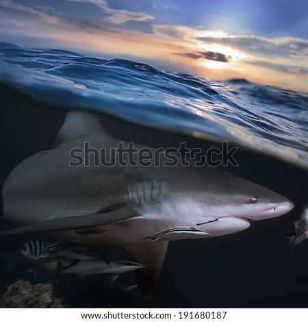 Ocean open water. Wild hungry shark hunting close sea surface