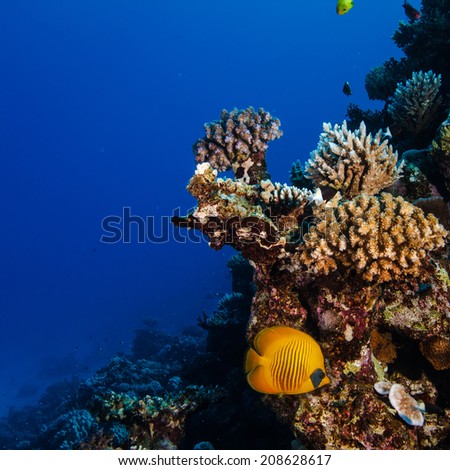 tropical diving underwater template with beautiful coral reef and fish