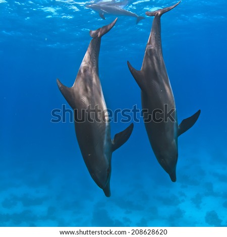 A pair of wild dolphins underwater diving down into a deep