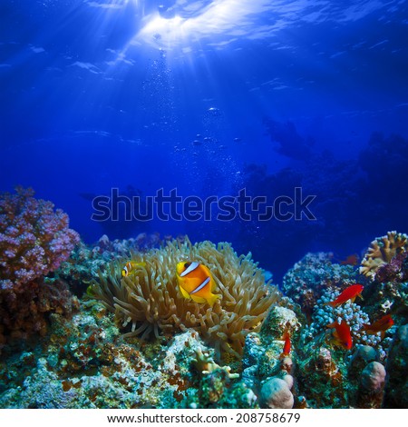 Ocean full of life. underwater coral reef in open deep sea