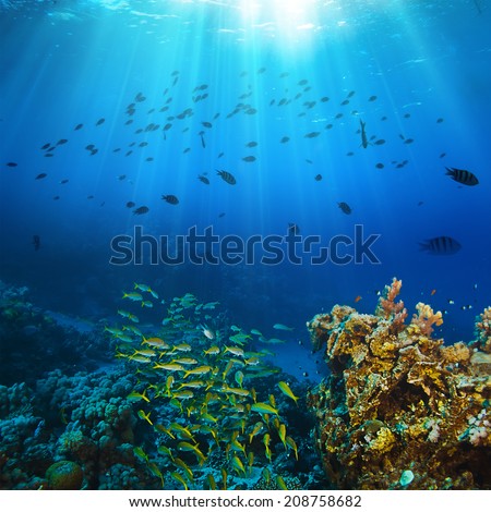 Ocean underwater coral reef in open deep sea