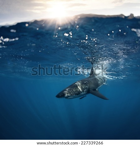 Great White Shark under water line