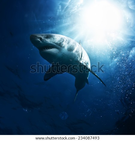 Great White Sharks in The Ocean underwater with sunrays