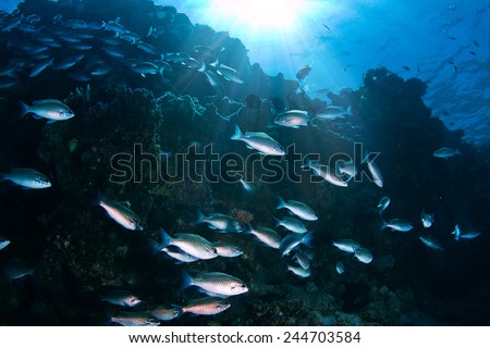 Deep ocean full of life. Underwater coral reef with fish and rays of sun through water surface