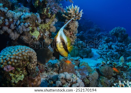 Underwater world discovered. Red sea and bannerfish between in corals. Dark blue ocean background