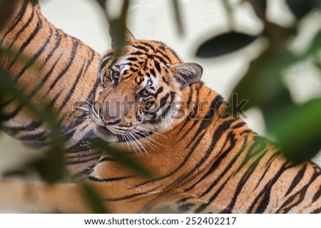 A Tiger In Water Behind Leaves