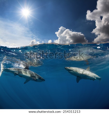Two Great White Sharks Underwater Photo in Open Water