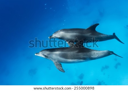 Wild dolphins underwater. Sealife marine animals design template.