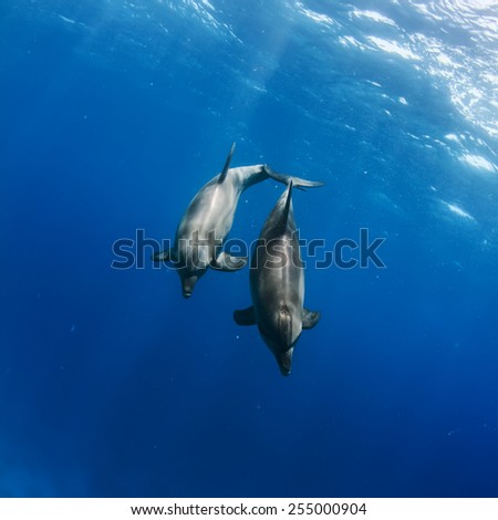 Wild dolphins underwater. Sealife marine animals design template.