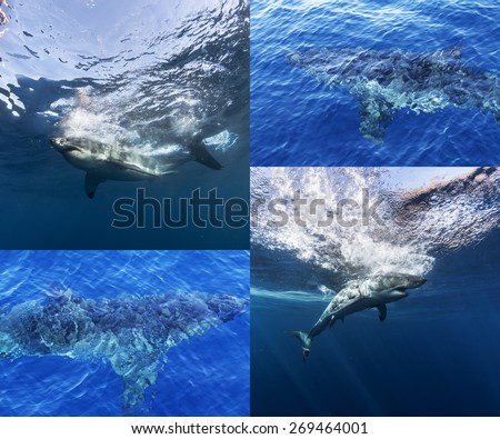 Collage of Great White Shark Underwater And View From Air. Sharks Close To Ocean Surface.