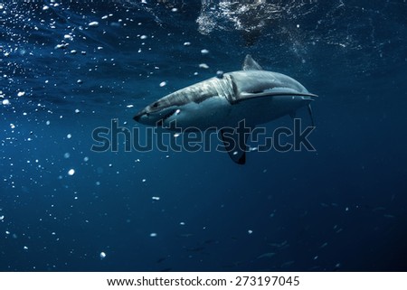 Great White Shark Underwater Photo in Open Water