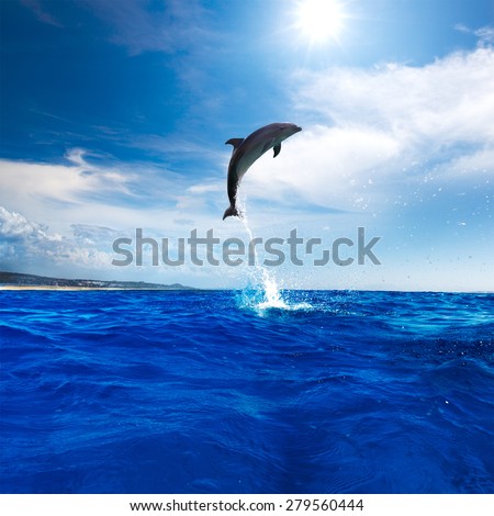 Funny Dolphin Leaping From Blue Water. Wildlife postcard design