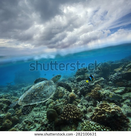 Ocean Life Marine Animals Postcard. Underwater world with coral reef and sea turtle  discovered