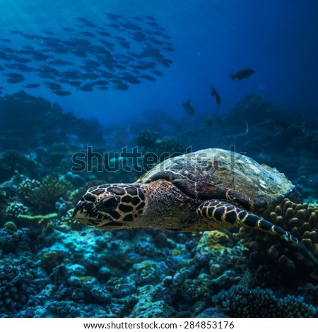 Wild animal underwater. A turtle starting to float over corals with shoal of fish on background