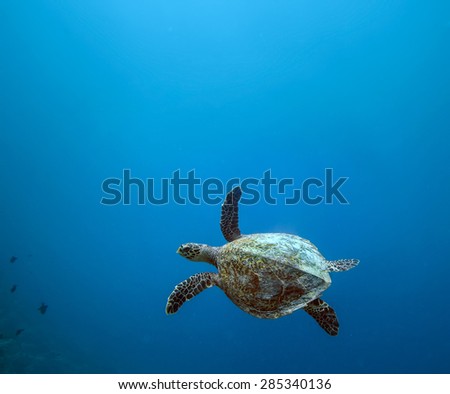 Sea turtle loggerhead floating over corals in tropical paradise. Deep blue background