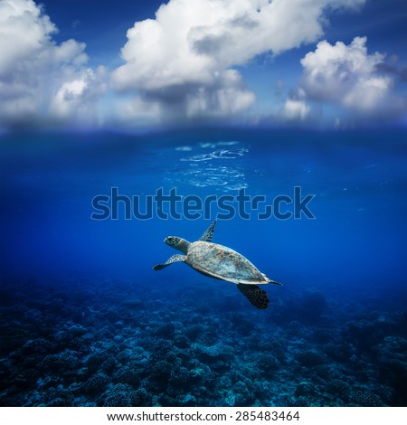 Seascape with clouds Postcard. Sea Turtle Floating over coral reef. Marine Animals in Beautiful Underwater World Discovered