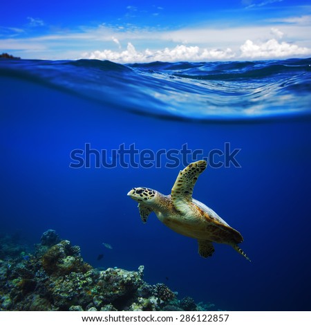 Beautiful Half Water Waterscape With Clouds in Sky Postcard. Maldivian Sea Turtle Floating Up And Over Coral reef. Loggerhead in wild nature habitat