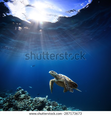Underwater wildlife with animals, Divers adventures in Maldives. Sea turtle floating over beautiful natural ocean background. Coral reef lit with sunlight trough water surface.