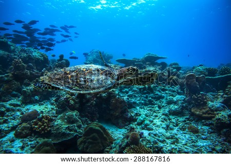 Sea turtle floating over coral reef. An underwater world with water surface and silhouettes of fish discovered.