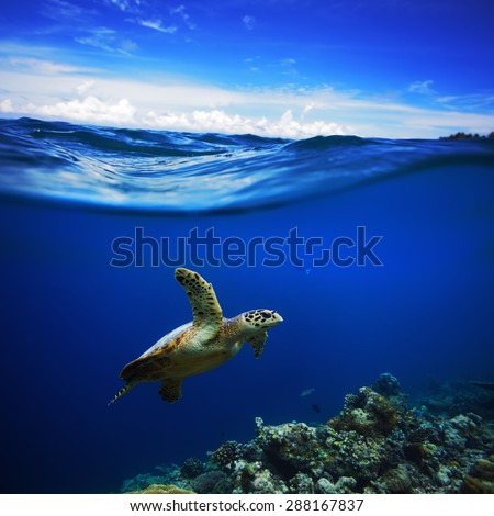Half Water ocean view. Bright colorful Postcard with Clouds in Sky. Maldivian Sea Turtle Floating Up And Over Coral reef. Loggerhead in wild nature habitat