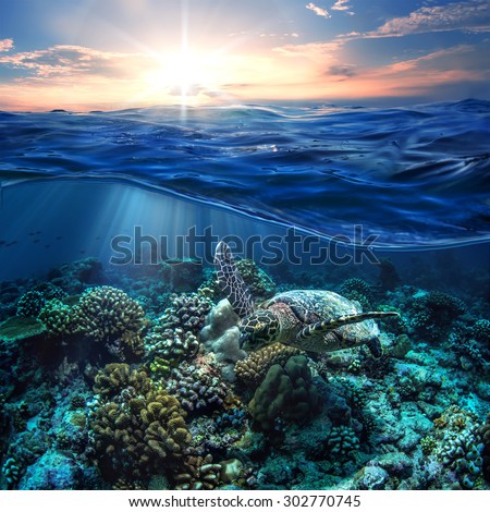 Beautiful Half Water Seascape With Sunset in Sky Postcard. Maldivian Sea Turtle Floating Up And Over Coral reef. Loggerhead in wild nature habitat