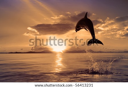 One Dolphin Jumping