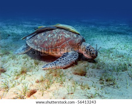 big sea turtle eating alga on the sand underwater
