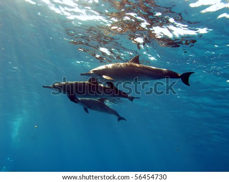 the family of three whitesided-bottlenose dolphins underwater on blue aquatic background