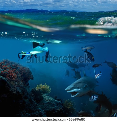 extreme story about the ocean and the surfer that sitting on a surfing board and angry hungry bull-shark surrounded by shoal of fish swimming underwater underneath him