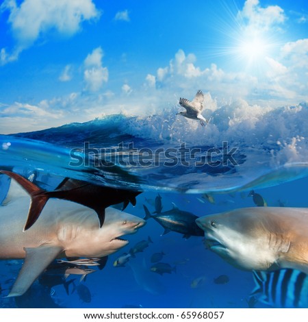 seascape split in  two parts First One with two bull-sharks in front of each other surrounded by small fish underwater Second one with sunlight cloudy sky splashed wave with seagull