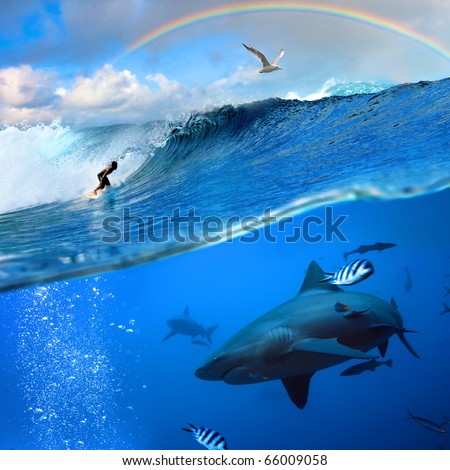 Extreme Surfer