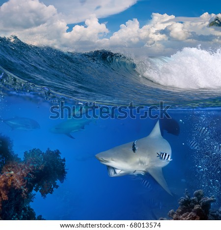 The Bottom with wild big shark that holding piece of prey