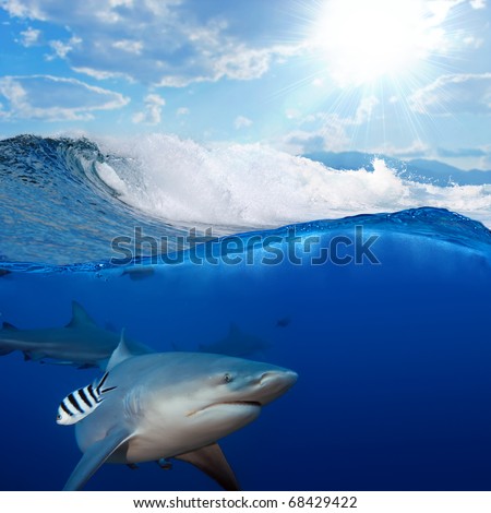 Ocean-view splitted two parts First with few bull-sharks in blue underwater Second with sunlight and cloudy sky splashed breaking surfing wave