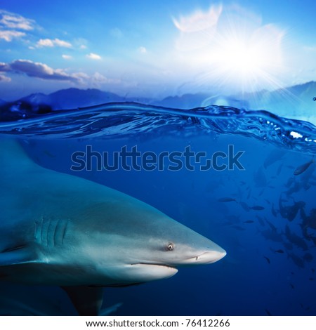 Ocean-view splitted two parts bottom is with bull-shark in blue underwater sunlight and sunset above
