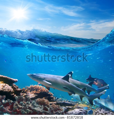 Oceanview sunlight and rough foamy waves in a shallow and two whitetip sharks swimming over coral reef