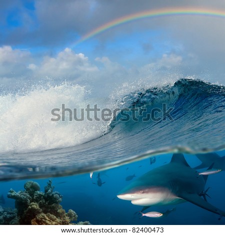 submerged image seaview with ocean breaking rough wave and rainbow above it and underwater part with coral reef and dangerous predator bullshark